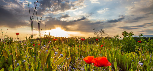 Wild Poppies And Sunrise