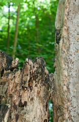 Rotten Stump Detail