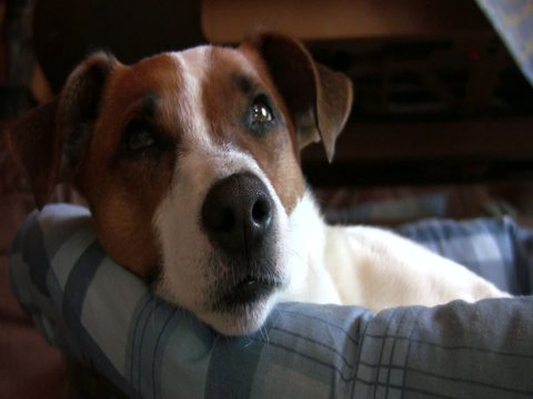 Gem&uuml;tliches Nickerchen im Hundekorb