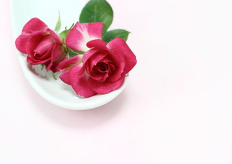 食卓のミニ薔薇Miniature rose