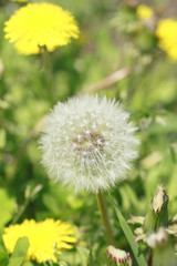 white dandelion on a green meadow
