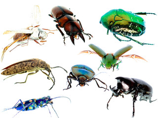 insect beetle collection set