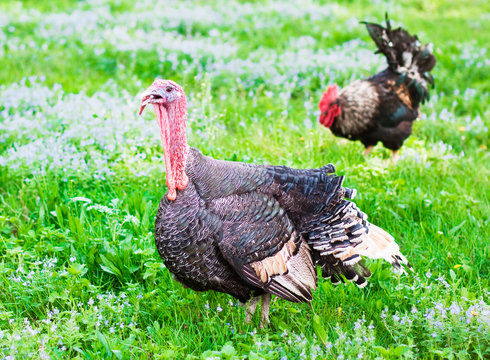 turkey cock