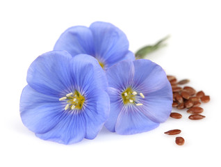 Obraz premium Flowers of flax with seeds