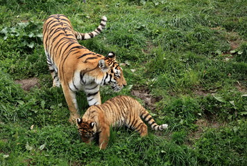 Fototapeta na wymiar Tygrysica Bengal i mały