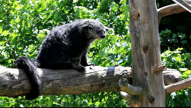 binturong perch&eacute; sur un arbre mort