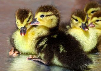 A lot of fluffy yellow ducklings hatched from eggs