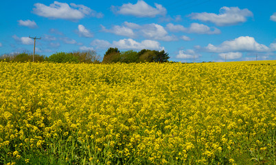 Fototapeta premium A field of yellow rape seed under a blue sky