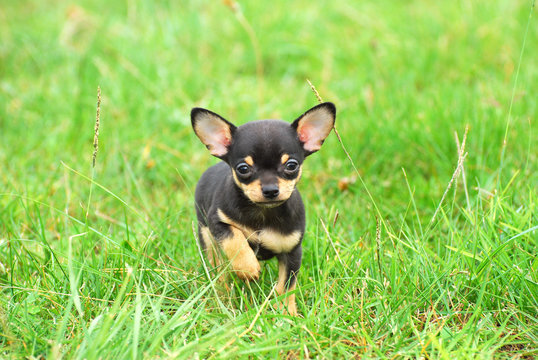 Chihuahua dog puppy