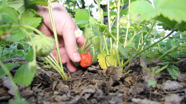 Strawberries in a garden