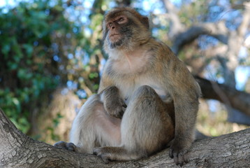 singe