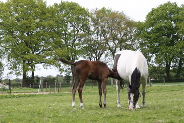 The foal drinks milk from the mother