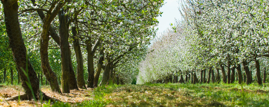 panoramic apple trees orchard with flowers