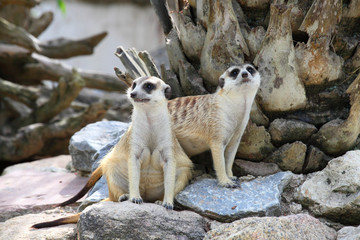 Two meerkat (Suricata suricatta) are watching the enemies .