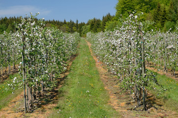Fototapeta na wymiar Spring apple orchard on Swedish farm