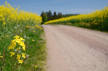 Closeup for rapeseed flower on Swedish field
