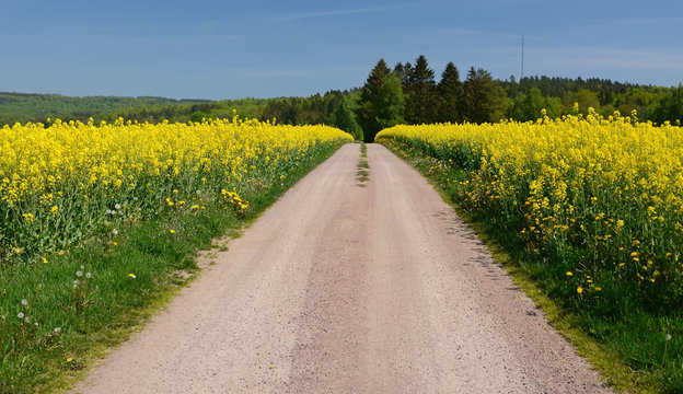 Country farm road between rapeseed meadow