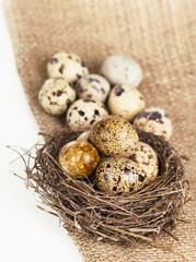 Urban birds nest with three eggs inside, isolated on white