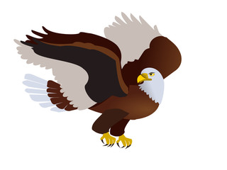 Bald eagle