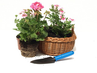 Planting the flower, isolated