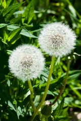 Two fluffy dandelions