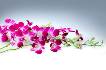 Blossoming flower exotic orchid