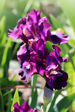 Blossoming flower iris