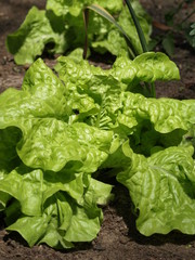 Lettuce in ground