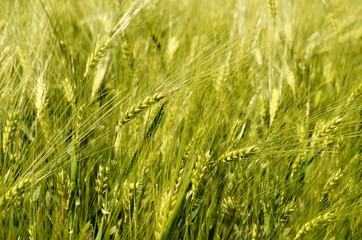 green wheat field detail