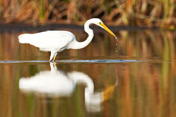 Great Egret, Ardea Alba, fishing