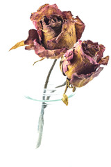 dried rose in ja