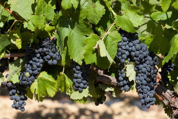 raisin noir