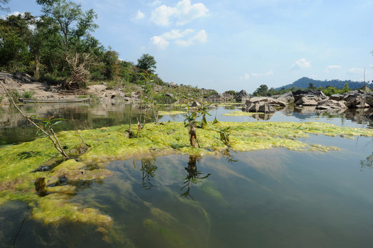 Alghe nel fiume Mekong all'isola di Don Khon in Laos