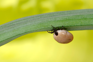 Zecken