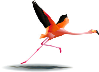 Obraz premium flying flamingo