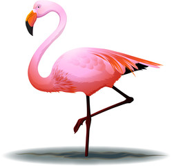 Obraz premium flamingo