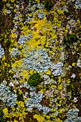 Obraz na płótnie Canvas mech na powierzchni drzewa