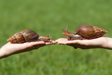 Huge snails at the Palms