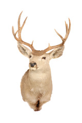 typical Mule deer on white