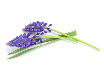 Fototapeta premium Leżące niebieskie kwiaty hiacyntu