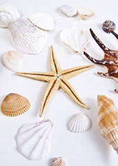 Shells and Starfish