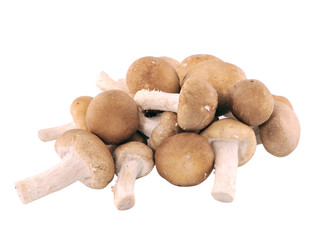mushrooms on white