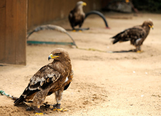 Eagles in ZOO