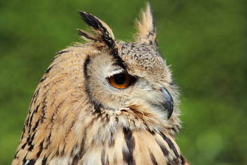 Bengal eagle owl