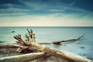 Strand Mikado