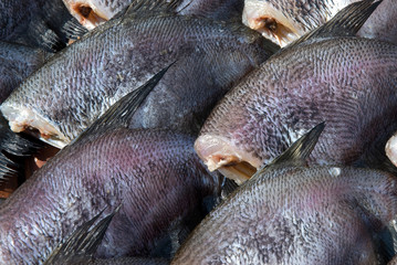 Dry Gourami fish.