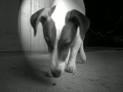 Jack Russel Terrier beim Aufsammeln von Futter