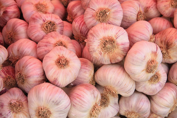 Garlic on a French market