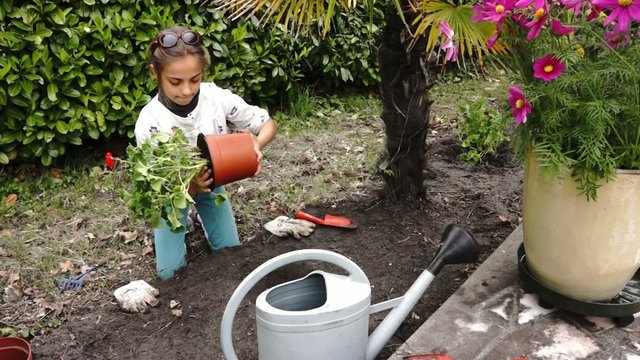 planter un g&eacute;ranium