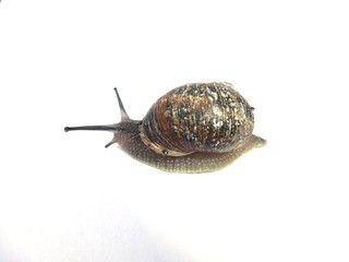 shell animal